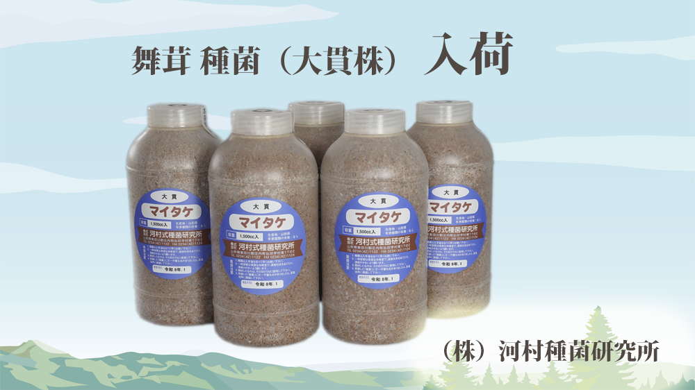 入荷情報 「舞茸 種菌（大貫株）」（株）河村種菌研究所
