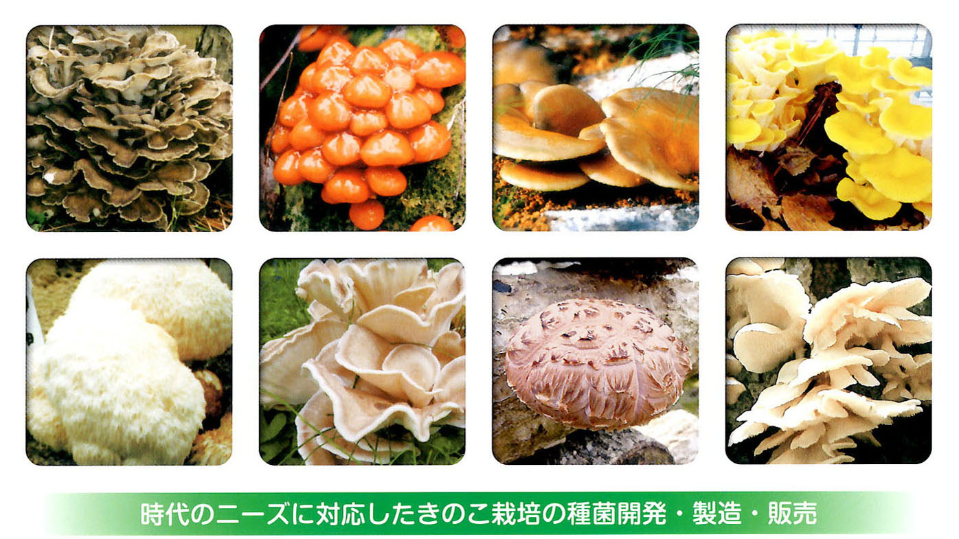 株式会社 河村式種菌研究所のカタログを掲載しました